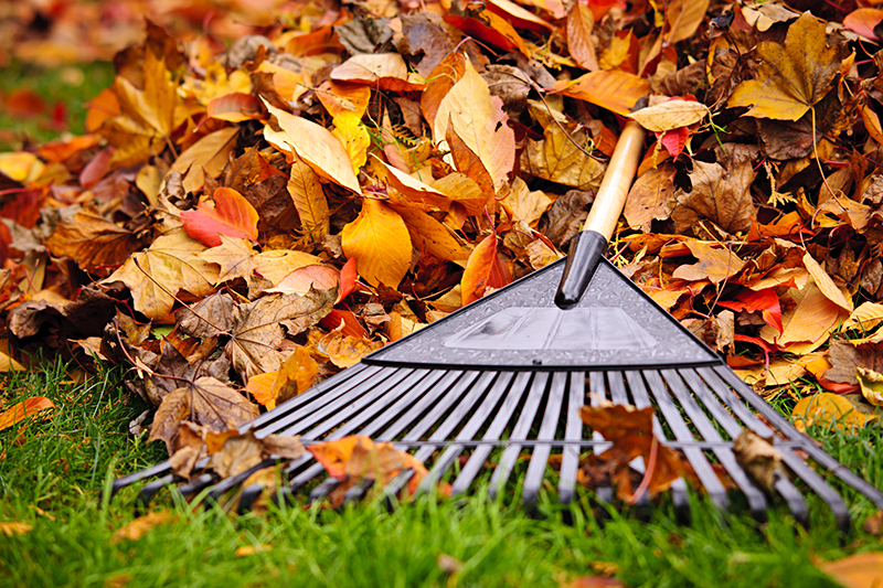 fall leaves and a rake on a lawn