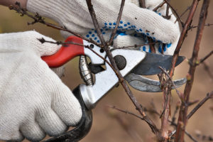 hands pruning branch outside