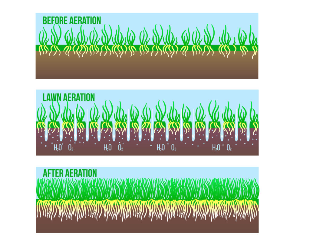 After and Before Lawn Aeration stage illustration. Gardening long grass lawn care, landscaping service. Vector stock design isolated on white