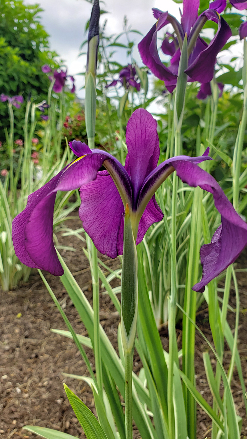 Residential landscape design Iris flower